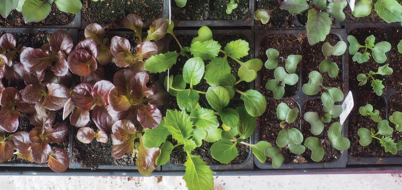 starter planting pots Garden Starter Combo Pack - Reusable Seed Starting Trays main image 0